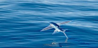 Merveilles du monde : des poissons capables de voler comme des oiseaux