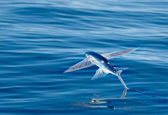 Merveilles du monde : des poissons capables de voler comme des oiseaux