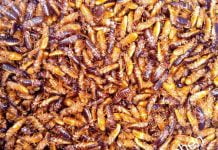 Afrique: si vous avez une fois mangé ces termites, vous devriez lire ceci…
