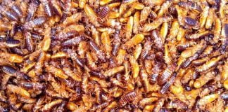 Afrique: si vous avez une fois mangé ces termites, vous devriez lire ceci…
