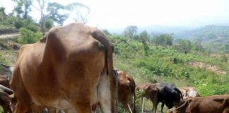 Sud-Kivu : le gouvernement interdit la commercialisation de la viande en provenance du Rwanda et du Burundi