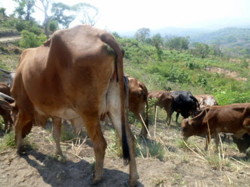 Sud-Kivu : le gouvernement interdit la commercialisation de la viande en provenance du Rwanda et du Burundi 1 Sud-Kivu : le gouvernement interdit la commercialisation de la viande en provenance du Rwanda et du Burundi 1