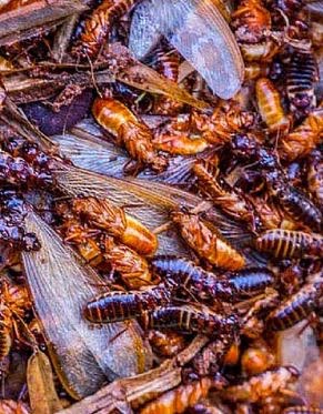 Afrique: si vous avez une fois mangé ces termites, vous devriez lire ceci... 3