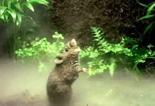 Découvrez une espèce de souris vivant en Amérique centrale capable de chanter près de 100 notes !