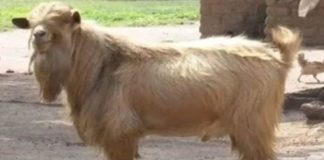 Un bouc chef de village à Nabankaha : Les explications d’un historien de la chefferie !