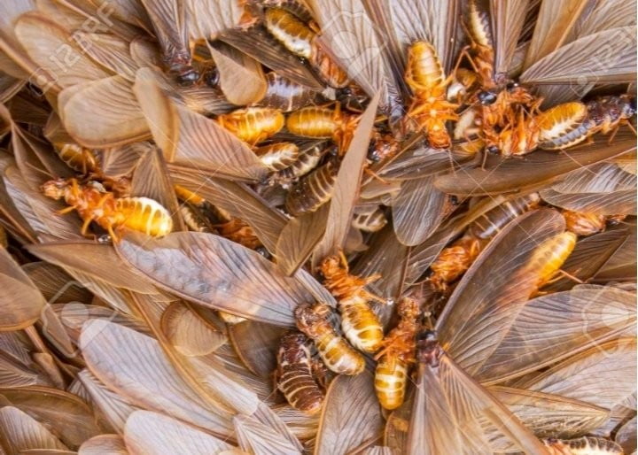 Afrique: si vous avez une fois mangé ces termites, vous devriez lire ceci... 1