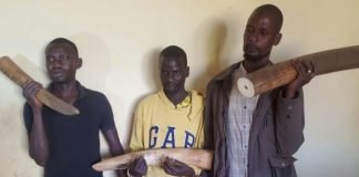 Ituri : 3 trafiquants d’Ivoire arrêtés avec 27 défenses d’éléphants à Aru