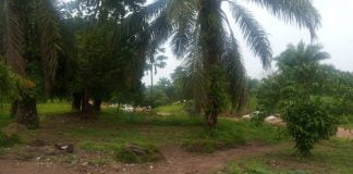 Ituri : les ADF tuent de nouveau 3 civils à Walese Vonkutu