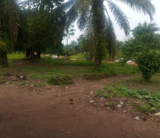 Ituri : les ADF tuent de nouveau 3 civils à Walese Vonkutu