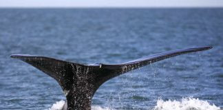 Protection de la biodiversité en haute mer : échec des négociations à l’ONU