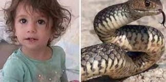 Turquie: attaquée, cette fillette de 2 ans tue un serpent méchamment en le mordant !