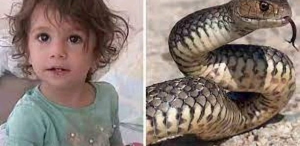 Turquie: attaquée, cette fillette de 2 ans tue un serpent méchamment en le mordant ! 1 Turquie: attaquée, cette fillette de 2 ans tue un serpent méchamment en le mordant ! 1