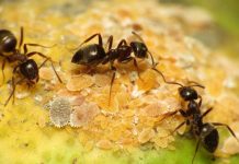 Des chercheurs ont calculé le nombre des fourmis qu’il y a sur terre, le chiffre fait souffrir la tête!