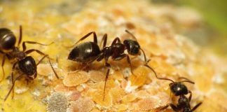 Des chercheurs ont calculé le nombre des fourmis qu’il y a sur terre, le chiffre fait souffrir la tête!