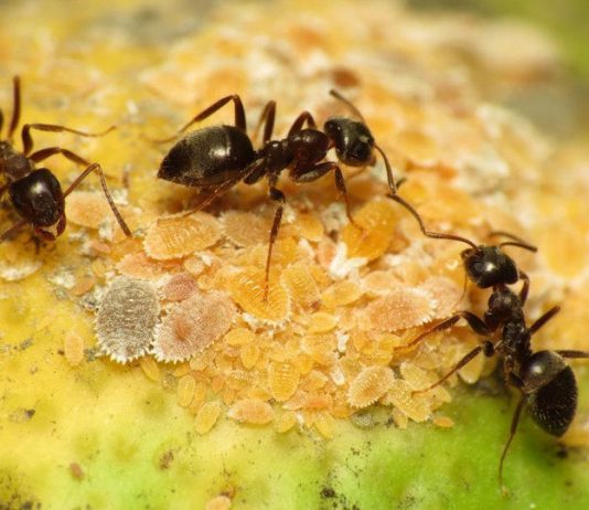 Des chercheurs ont calculé le nombre des fourmis qu’il y a sur terre, le chiffre fait souffrir la tête!