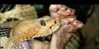 Indonesie: une femme entièrement avalée par un python
