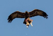 Cette photo d’un aigle kidnappant un agneau enflamme la toile: “Du jamais vu”