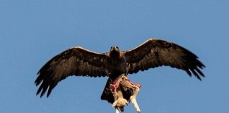 Cette photo d’un aigle kidnappant un agneau enflamme la toile: “Du jamais vu”
