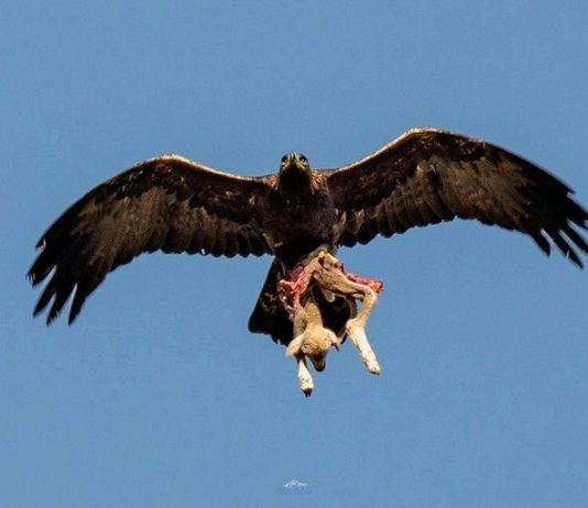 Cette photo d’un aigle kidnappant un agneau enflamme la toile: “Du jamais vu”