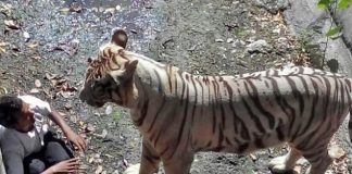 En Inde, un tigre “mangeur d’hommes” abattu après avoir tué 9 personnes