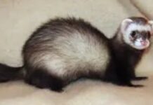 Il est le seul animal domestique qui meurt d’une mort très douloureuse s’il n’est pas accouplé