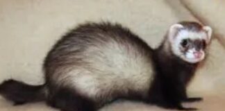 Il est le seul animal domestique qui meurt d’une mort très douloureuse s’il n’est pas accouplé