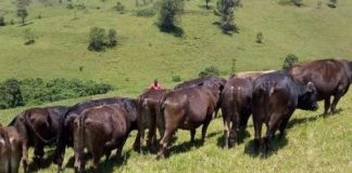 Nord-Kivu : une trentaine des vaches ont été pillées par des groupes armés à Kitshanga