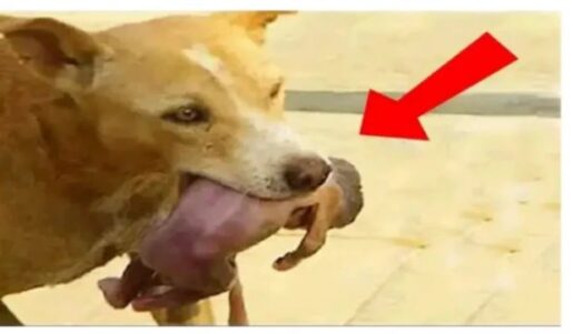 Jeté par sa mère, un nouveau-né sauvé par un chien (videos) 1 Jeté par sa mère, un nouveau-né sauvé par un chien (videos) 1