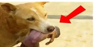 Jeté par sa mère, un nouveau-né sauvé par un chien (videos)