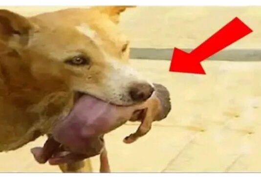 Jeté par sa mère, un nouveau-né sauvé par un chien (videos)