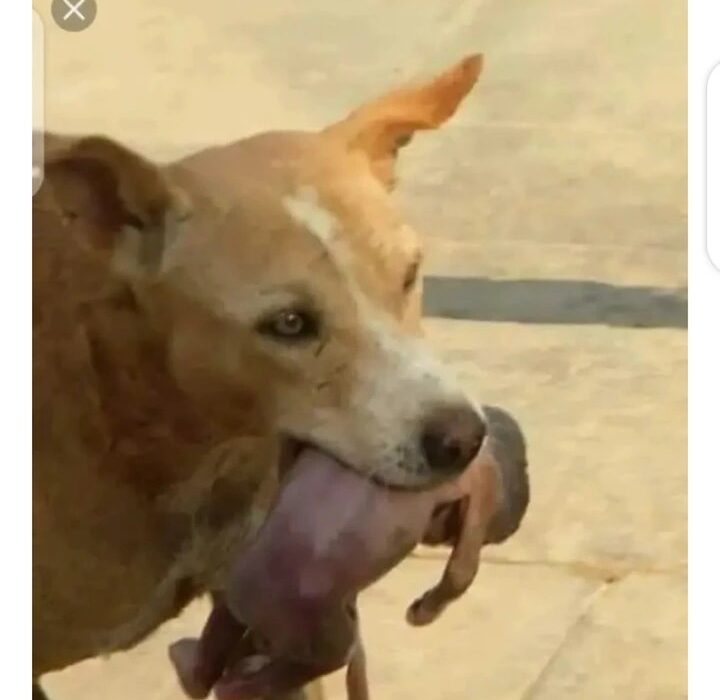 Jeté par sa mère, un nouveau-né sauvé par un chien (videos) 4 Jeté par sa mère, un nouveau-né sauvé par un chien (videos) 4