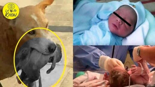 Jeté par sa mère, un nouveau-né sauvé par un chien (videos) 2 Jeté par sa mère, un nouveau-né sauvé par un chien (videos) 2