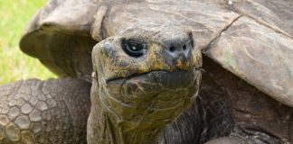 A la découverte de la tortue Jonathan, le plus vieil animal du monde qui a fêté ses 190 ans