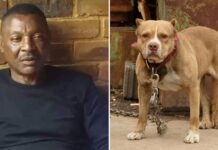 Zambie : un ancien footballeur tué par ses propres chiens
