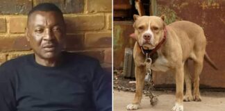 Zambie : un ancien footballeur tué par ses propres chiens