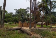 Kwamouth : récemment arrêté, un chef milicien transféré à Kinshasa