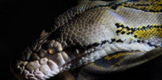 Un homme se transforme en serpent pour avaler une jeune fille : la stupéfiante histoire qui secoue Yaoundé