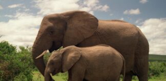 Les testicules d’éléphants détiennent un incroyable pouvoir selon la science