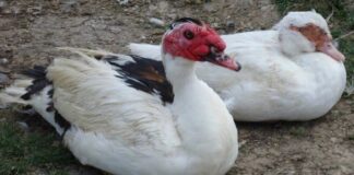 Scandal en Prison : Un détenu relève qu’il faisait l’amour avec les canards, les moutons et les poules…