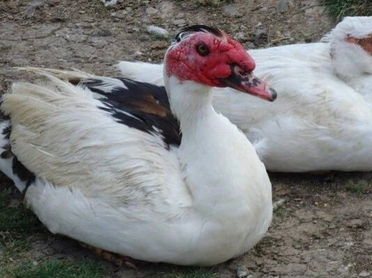 Scandal en Prison : Un détenu relève qu’il faisait l’amour avec les canards, les moutons et les poules…