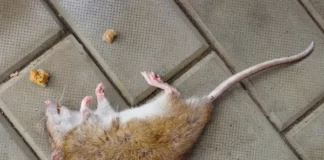 RDC: un rat empoisonné tue des enfants à Kwango Kwango, rat ,